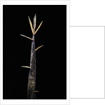 Phyllostachys meyeri (Meyer's bambo) - shoot by Anonymous