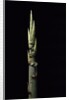 Phyllostachys nidularia (broom bamboo) - shoot by Anonymous