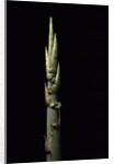 Phyllostachys nidularia (broom bamboo) - shoot by Anonymous