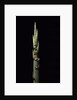 Phyllostachys nidularia (broom bamboo) - shoot by Anonymous
