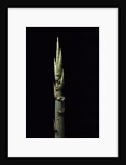 Phyllostachys nidularia (broom bamboo) - shoot by Anonymous
