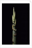 Phyllostachys nidularia (broom bamboo) - shoot by Anonymous