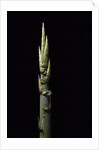 Phyllostachys nidularia (broom bamboo) - shoot by Anonymous
