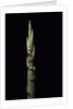 Phyllostachys nidularia (broom bamboo) - shoot by Anonymous