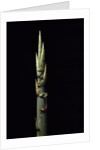 Phyllostachys nidularia (broom bamboo) - shoot by Anonymous