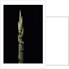 Phyllostachys nidularia (broom bamboo) - shoot by Anonymous