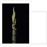 Phyllostachys nidularia (broom bamboo) - shoot by Anonymous