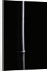 Phyllostachys nigra (black bamboo) by Anonymous
