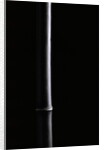 Phyllostachys nigra (black bamboo) by Anonymous
