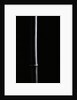 Phyllostachys nigra (black bamboo) by Anonymous
