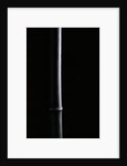 Phyllostachys nigra (black bamboo) by Anonymous