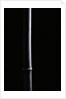 Phyllostachys nigra (black bamboo) by Anonymous