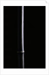 Phyllostachys nigra (black bamboo) by Anonymous