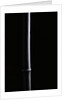 Phyllostachys nigra (black bamboo) by Anonymous