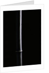 Phyllostachys nigra (black bamboo) by Anonymous