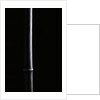 Phyllostachys nigra (black bamboo) by Anonymous
