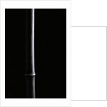 Phyllostachys nigra (black bamboo) by Anonymous