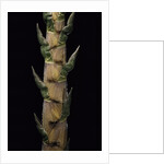 Phyllostachys nigra 'Boryana' (panther bamboo) - shoot by Anonymous