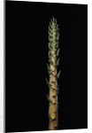 Phyllostachys nigra 'Boryana' (panther bamboo) - shoot by Anonymous