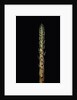 Phyllostachys nigra 'Boryana' (panther bamboo) - shoot by Anonymous