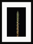 Phyllostachys nigra 'Boryana' (panther bamboo) - shoot by Anonymous