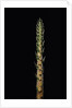 Phyllostachys nigra 'Boryana' (panther bamboo) - shoot by Anonymous