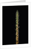 Phyllostachys nigra 'Boryana' (panther bamboo) - shoot by Anonymous
