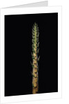 Phyllostachys nigra 'Boryana' (panther bamboo) - shoot by Anonymous