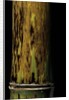 Phyllostachys nigra 'Boryana' (panther bamboo) by Anonymous