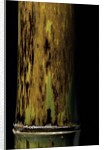Phyllostachys nigra 'Boryana' (panther bamboo) by Anonymous