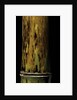 Phyllostachys nigra 'Boryana' (panther bamboo) by Anonymous