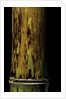 Phyllostachys nigra 'Boryana' (panther bamboo) by Anonymous