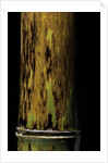Phyllostachys nigra 'Boryana' (panther bamboo) by Anonymous