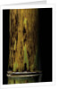 Phyllostachys nigra 'Boryana' (panther bamboo) by Anonymous