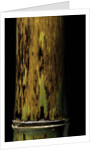 Phyllostachys nigra 'Boryana' (panther bamboo) by Anonymous