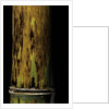 Phyllostachys nigra 'Boryana' (panther bamboo) by Anonymous