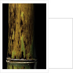 Phyllostachys nigra 'Boryana' (panther bamboo) by Anonymous