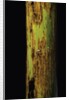 Phyllostachys nigra 'Boryana' (panther bamboo) by Anonymous