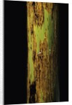 Phyllostachys nigra 'Boryana' (panther bamboo) by Anonymous