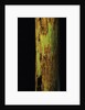 Phyllostachys nigra 'Boryana' (panther bamboo) by Anonymous