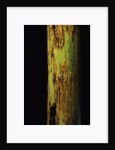 Phyllostachys nigra 'Boryana' (panther bamboo) by Anonymous