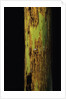 Phyllostachys nigra 'Boryana' (panther bamboo) by Anonymous