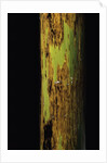 Phyllostachys nigra 'Boryana' (panther bamboo) by Anonymous