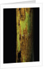 Phyllostachys nigra 'Boryana' (panther bamboo) by Anonymous