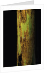 Phyllostachys nigra 'Boryana' (panther bamboo) by Anonymous