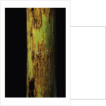 Phyllostachys nigra 'Boryana' (panther bamboo) by Anonymous