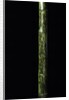 Phyllostachys nigra 'Boryana' (panther bamboo) by Anonymous