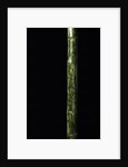 Phyllostachys nigra 'Boryana' (panther bamboo) by Anonymous