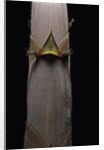 Phyllostachys nigra var. henonis (Henon bamboo) - shoot by Anonymous