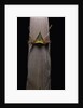 Phyllostachys nigra var. henonis (Henon bamboo) - shoot by Anonymous